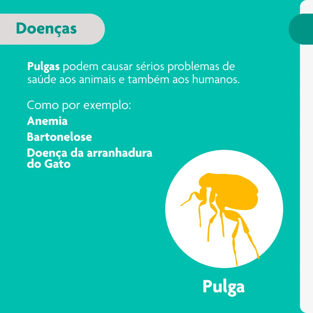 Antipulgas Bravecto Transdermal Gatos 2,8 a 6,25kg — foto 4