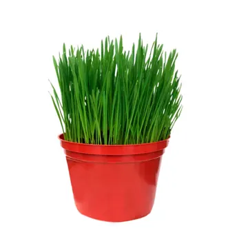 Graminha de Trigo Natural para Gatos