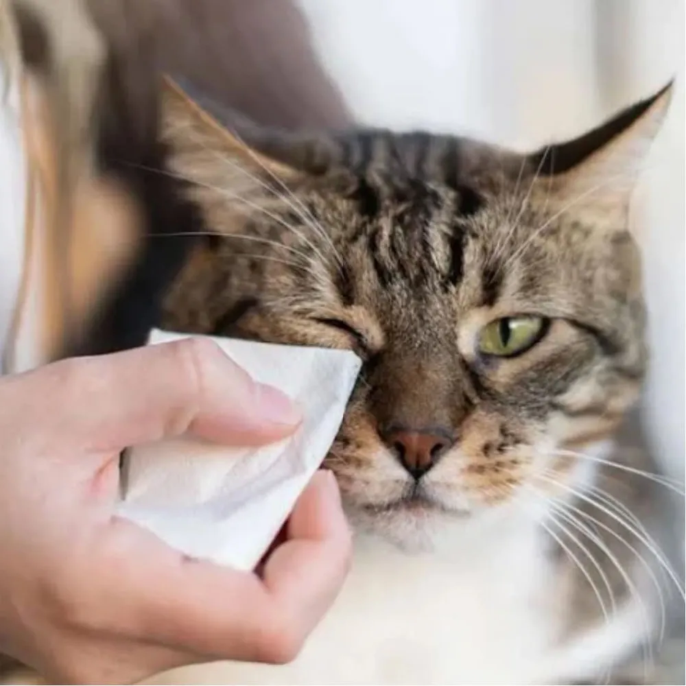 Lenços Umedecidos para Gatos Animalíssimo — foto 2