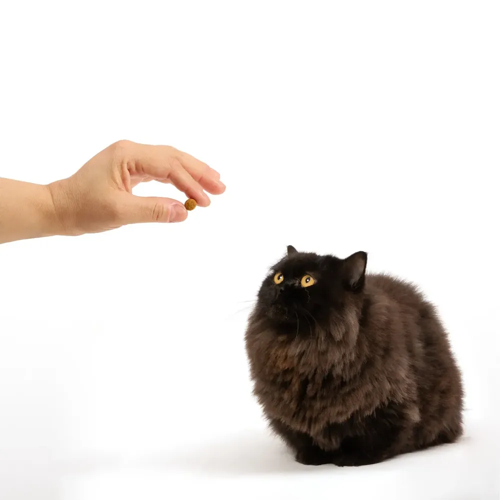Petisco DentaLife Gatos Adultos — foto 5