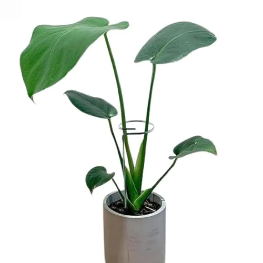 Tutor Fácil para Plantas e Orquídeas Top Garden — foto 5